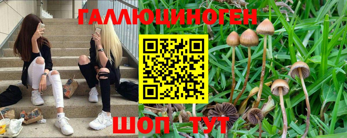 Кизляр  как найти   Вход с VPN  Псилоцибиновые грибы Cubensis  Псилоцибиновые грибы прущие грибы 